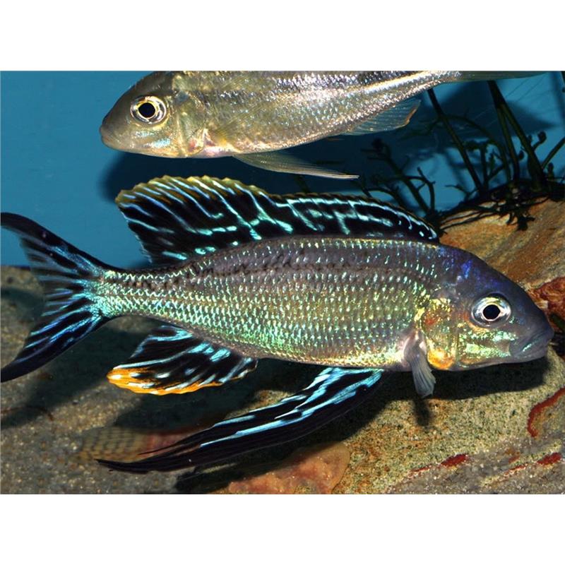 Cyathopharynx furcifer ruziba - imagine 4